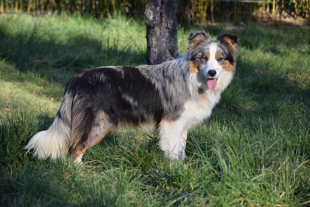 shepherd cottage Nova