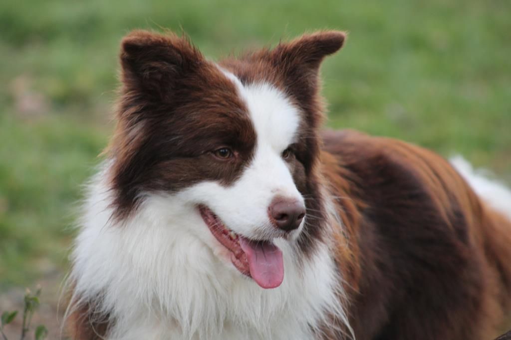 sparky dogs border collies Hector