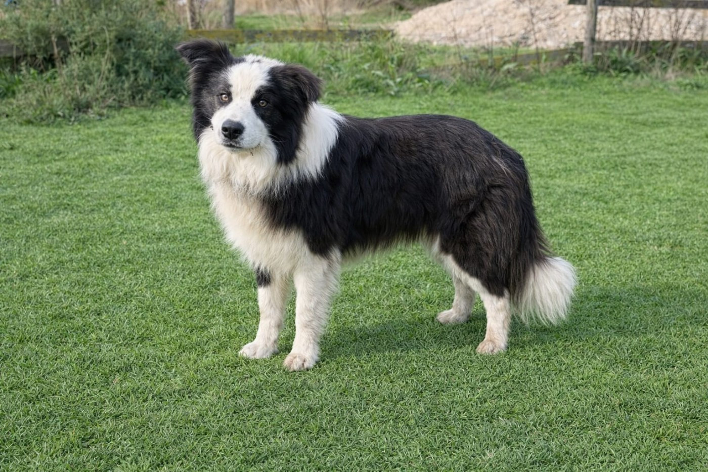 AKITA (Sans Affixe)