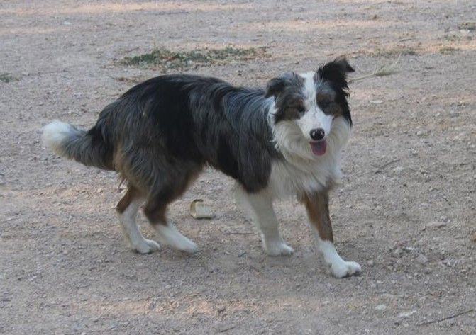 Christine Pontier Limoges - Chiots disponibles - Border Collie