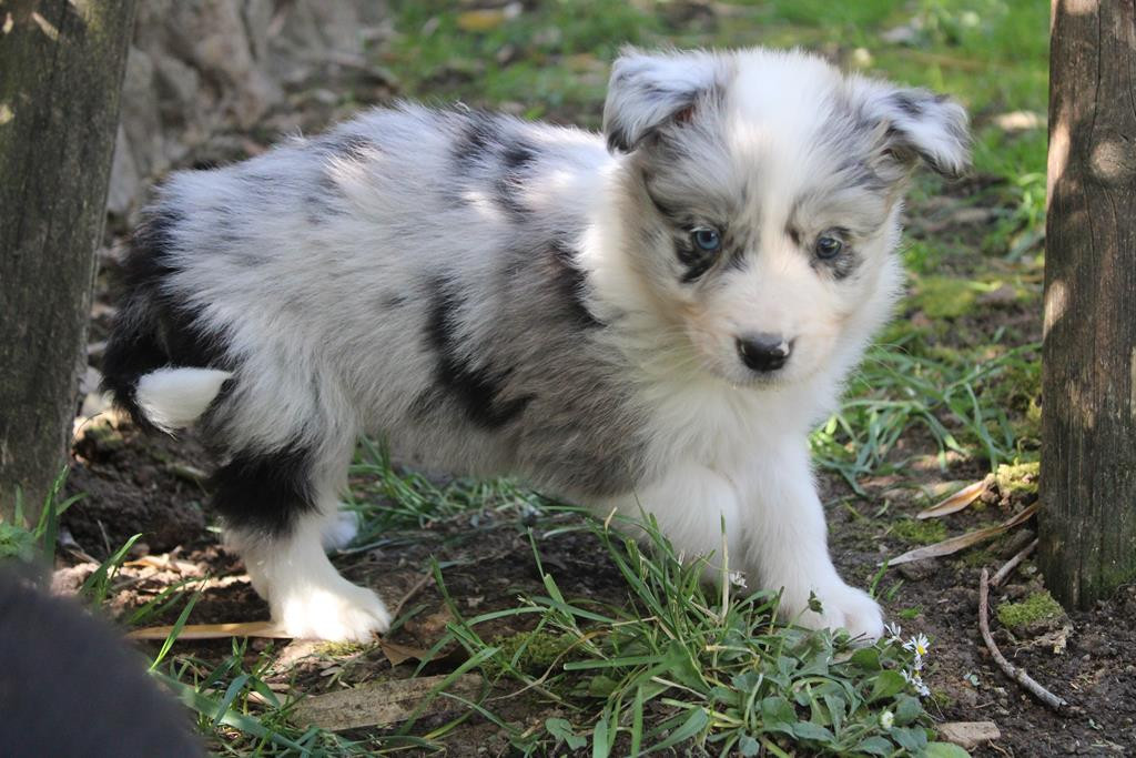 Christine Pontier Limoges - Chiots disponibles - Border Collie