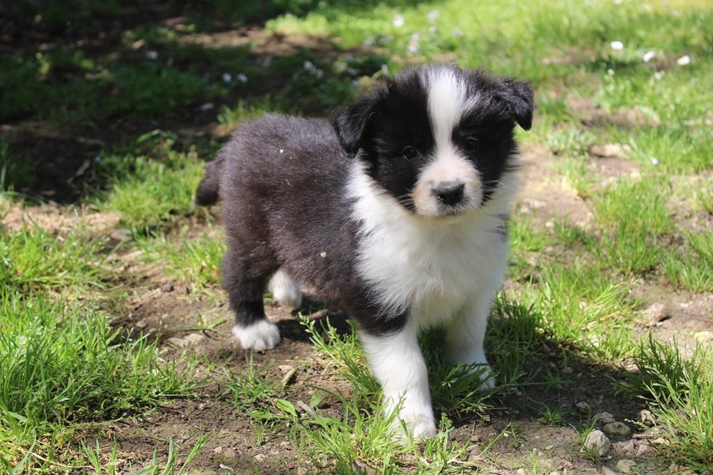 Christine Pontier Limoges - Chiots disponibles - Border Collie
