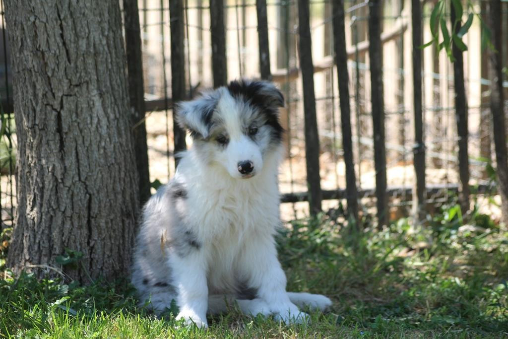 Christine Pontier Limoges - Chiots disponibles - Border Collie
