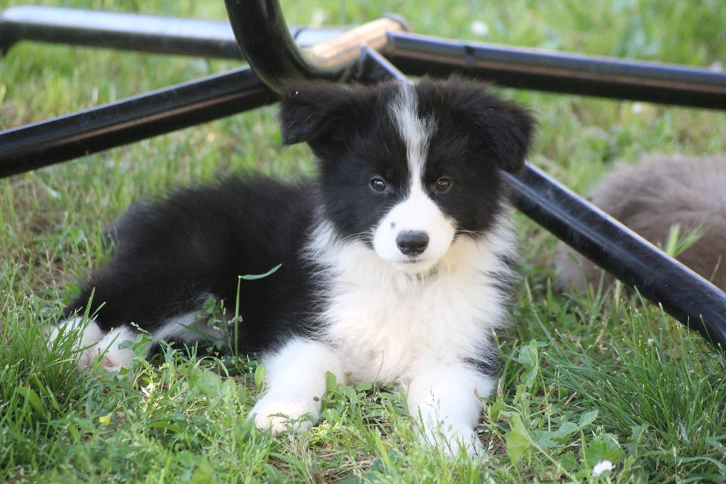 Christine Pontier Limoges - Chiots disponibles - Border Collie