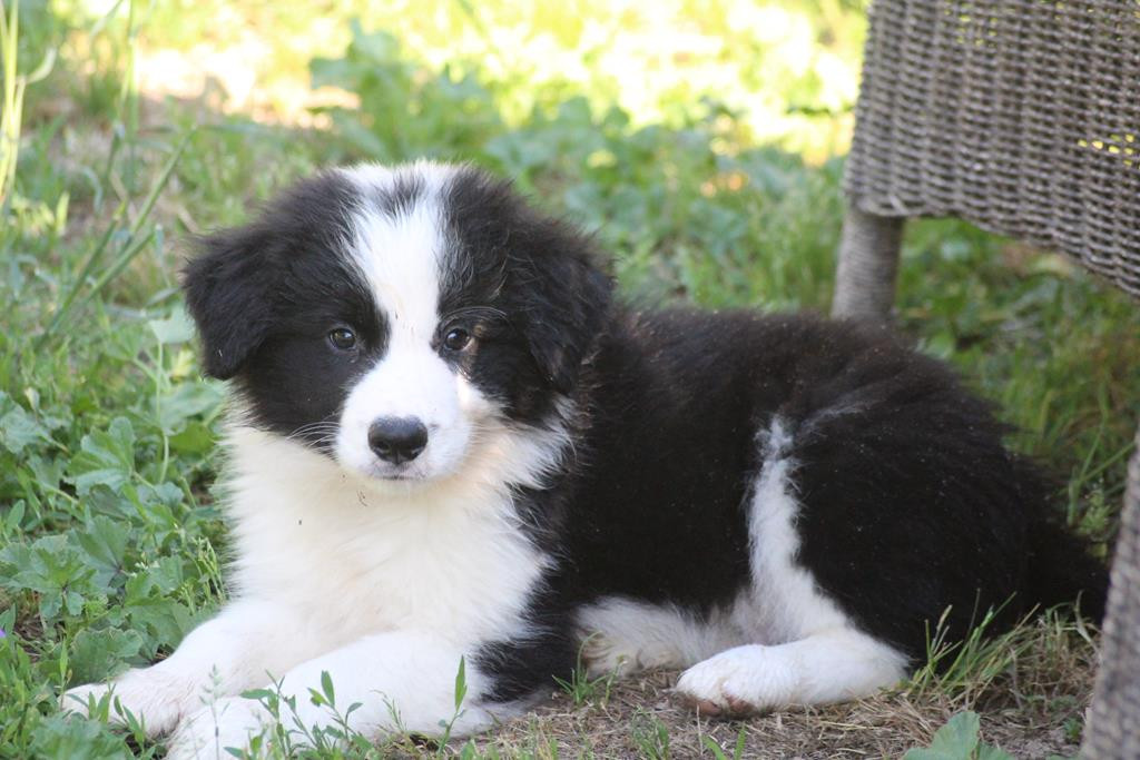 Christine Pontier Limoges - Chiots disponibles - Border Collie