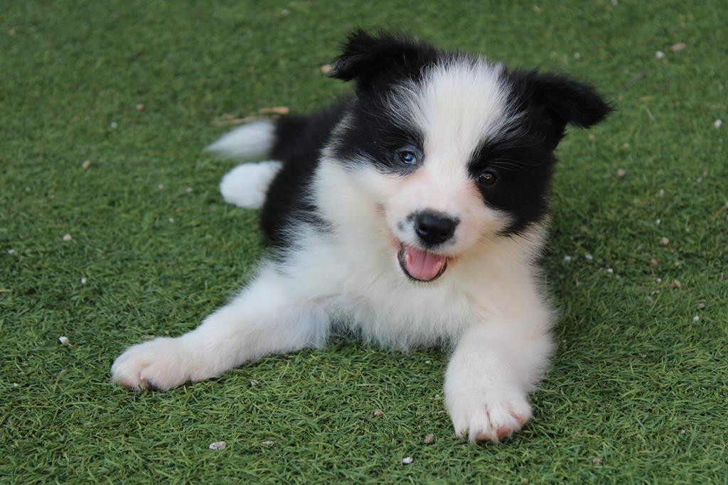 Christine Pontier Limoges - Chiots disponibles - Border Collie