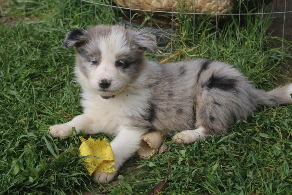 Christine Pontier Limoges - Chiots disponibles - Border Collie