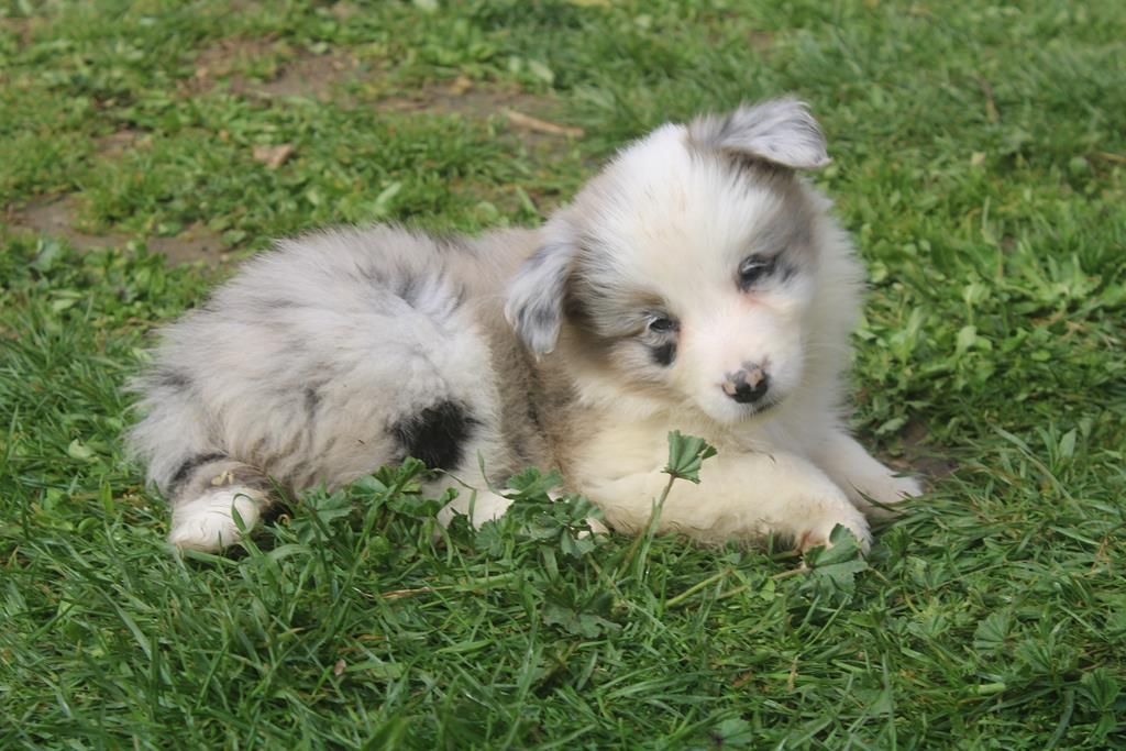 Christine Pontier Limoges - Chiots disponibles - Border Collie