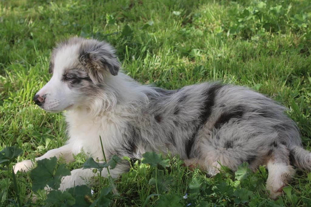 Christine Pontier Limoges - Chiots disponibles - Border Collie