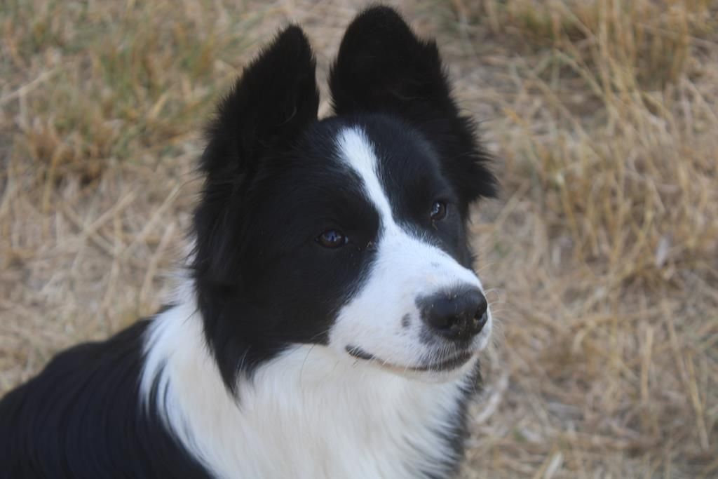 Christine Pontier Limoges - Chiots disponibles - Border Collie